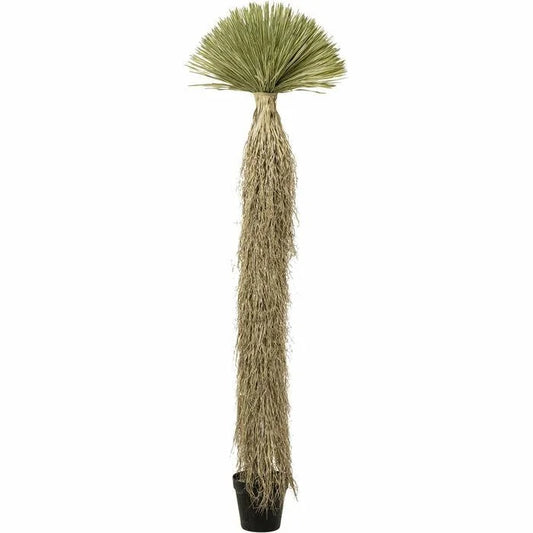 KARE dekoration växt YUCCA ROSTRATA 240 cm