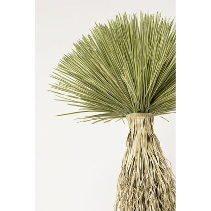 KARE dekoration växt YUCCA ROSTRATA 240 cm